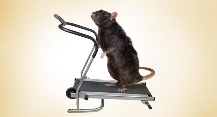 Rat on a treadmill 