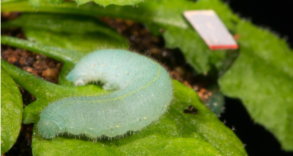 Caterpillar eating a leaf.