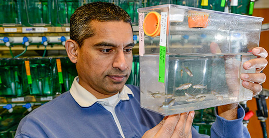 Anand Chandrasekhar with zebrafish.