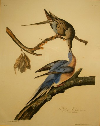 Watercolor painting of two birds.