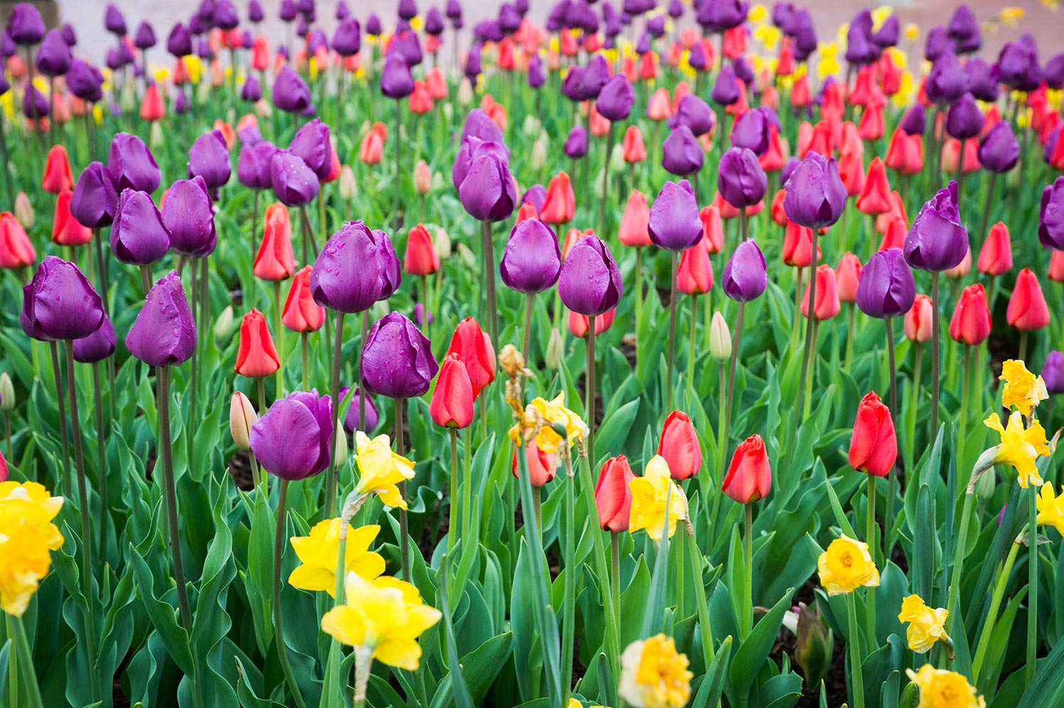 Red and purple tulips grow steadily outside of Ellis Library on Lowry Mall.