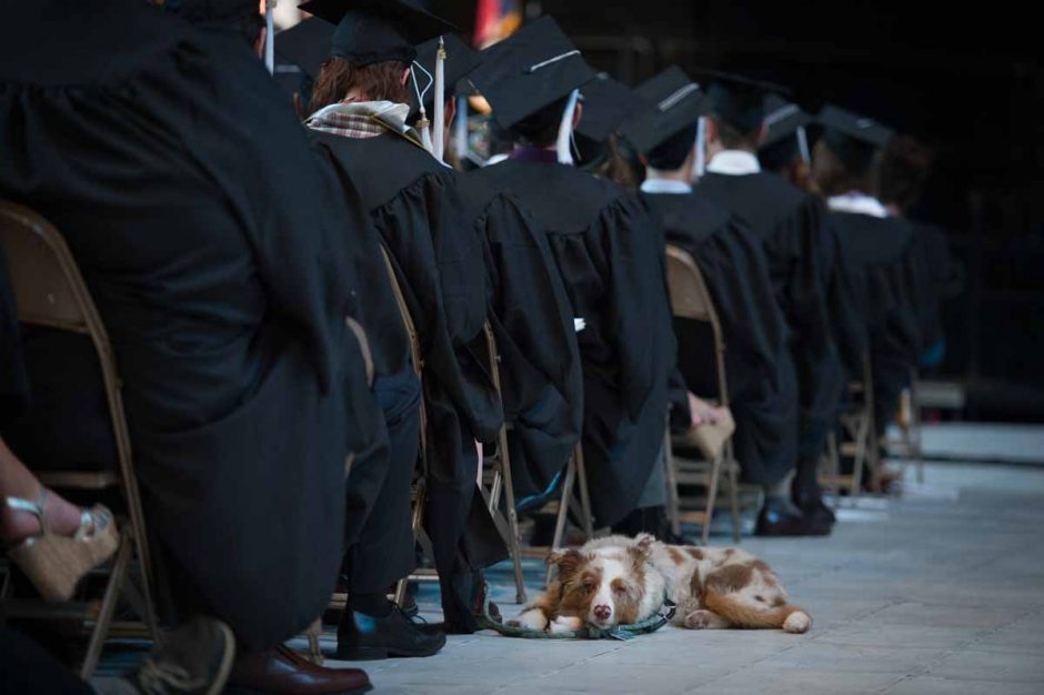 A dogged pursuit of obtaining a college degree led more than a thousand students to graduate from the School of Art & Sciences. Photo by Shane Epping.
