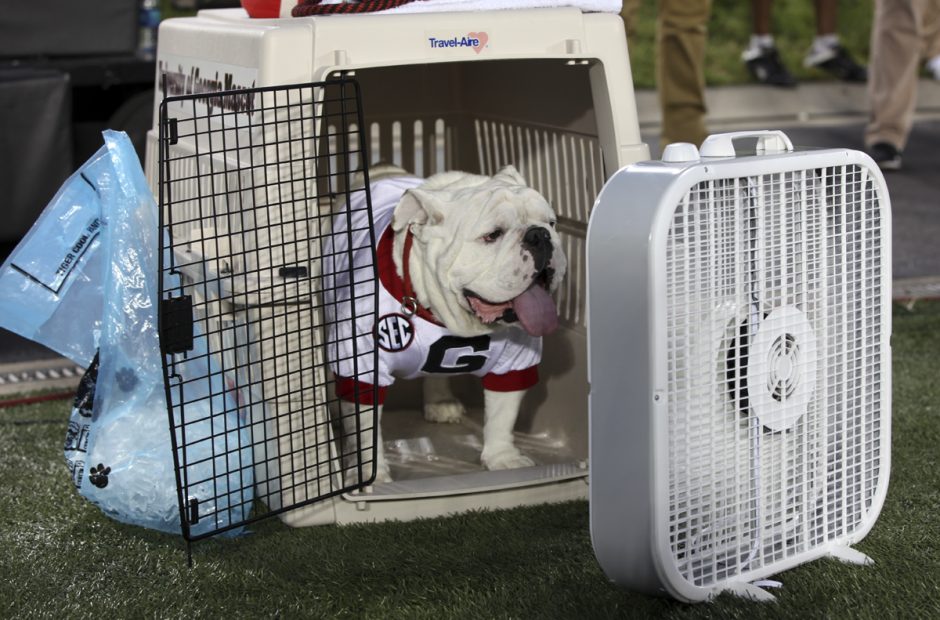 Bulldog with a fan.
