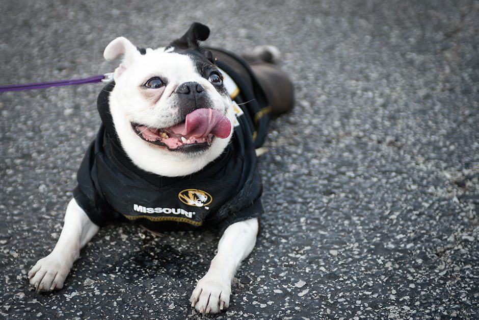 Mimi, a canine fan of the Tigers, rests her legs outside of Memorial Stadium before the game. Photo by Shane Epping.