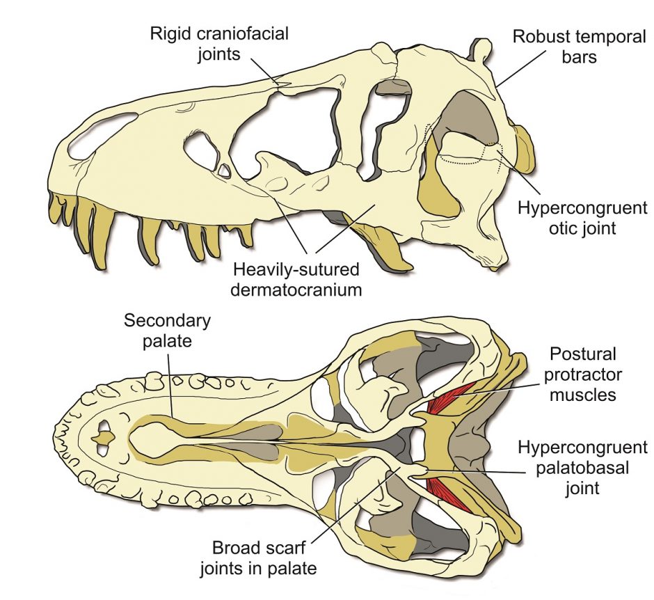 Illustration of the key features of a stiff T. rex skull