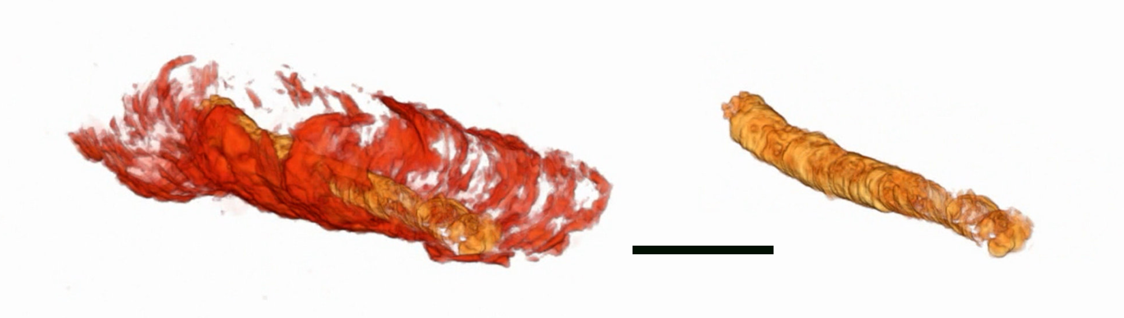 A three-dimensional image of a 550 million-year-old fossilized tube (left, in red) with internal digestive tract (gold, left and right)