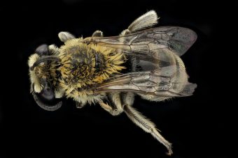 This is a picture of a goldenrod cellophane bee